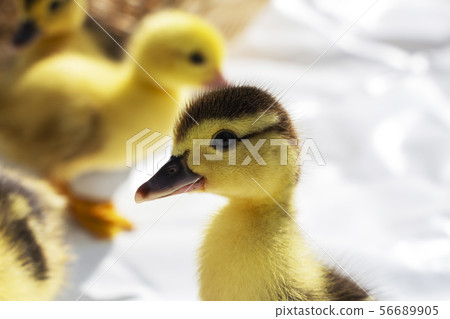 A newly hatched duckling. On a light background. 56689905