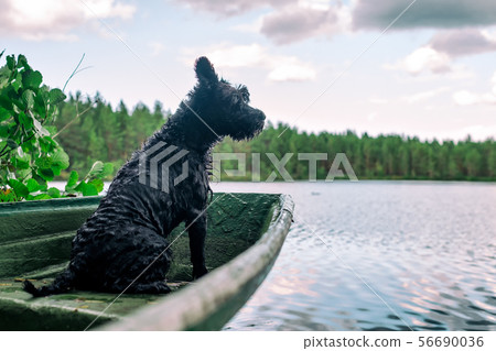 Dog miniature black schnauzer in a wooden boat on the lake 56690036