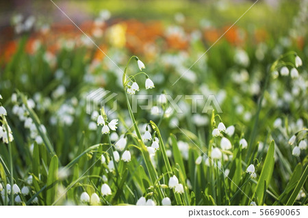 Suzuran suisen (Suzuran Narcissus) snowflake Suzuran suisen (Suzuran Narcissus) snowflake 56690065