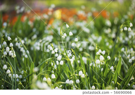 Suzuran suisen (Suzuran Narcissus) snowflake Suzuran suisen (Suzuran Narcissus) snowflake 56690066