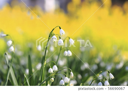 Suzuran suisen（Suzuran Narcissus）雪花 56690067