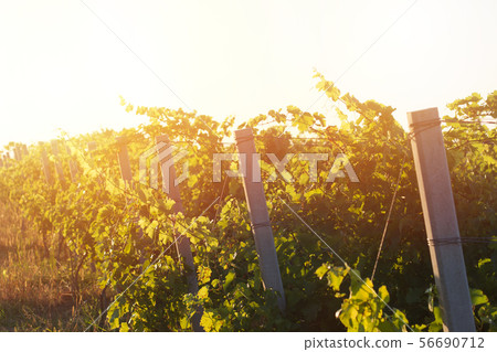 closeup of vineyard rows of stakes closeup of vineyard rows of stakes 56690712