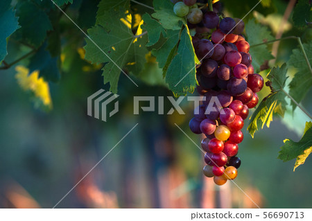closeup of rose red wine grapes in the vineyard closeup of rose red wine grapes in the vineyard 56690713