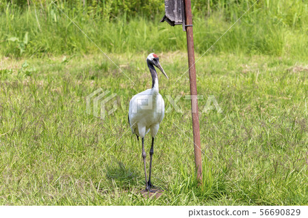日本起重機（六月） 56690829