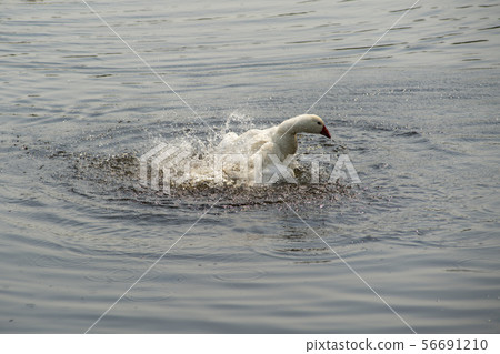 goose goose 56691210
