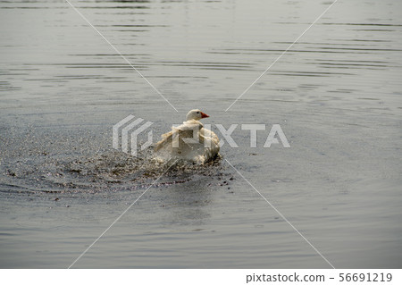 goose goose 56691219