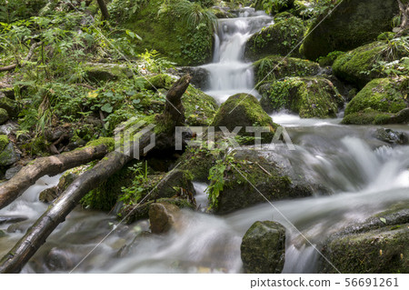 江原道苔蘚谷 江原道苔蘚谷 56691261