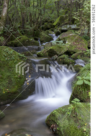 Mossy Valley, Gangwon Province 56691262