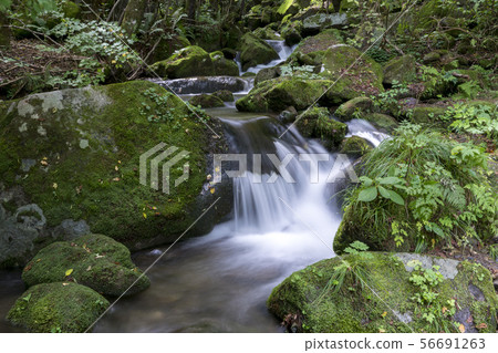 江原道苔蘚谷 江原道苔蘚谷 56691263