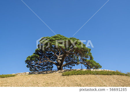 松原郡靈巖郡松樹 56691285