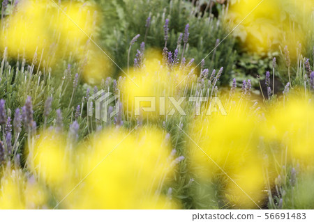 lavender lavender 56691483