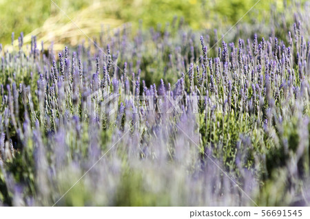 lavender lavender 56691545