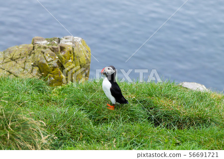 Atlantic puffin from Borgarfjordur fjord, east 56691721