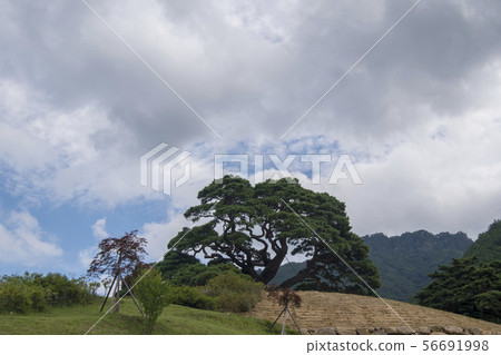 松原郡靈巖郡松樹 松原郡靈巖郡松樹 56691998