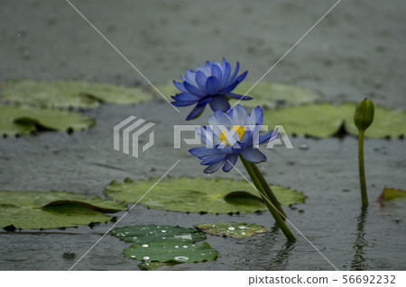 訓練 訓練 56692232