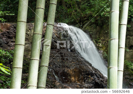 Fujimoto waterfall seen from the bamboo forest Fujimoto waterfall seen from the bamboo forest 56692646