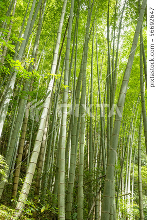 Green bamboo grove Green bamboo grove 56692647