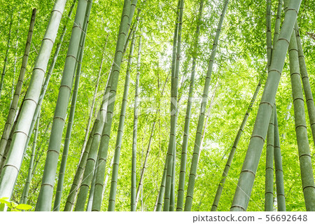 Green bamboo grove Green bamboo grove 56692648