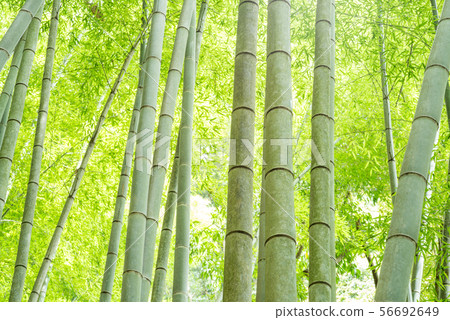 綠竹林 綠竹林 56692649