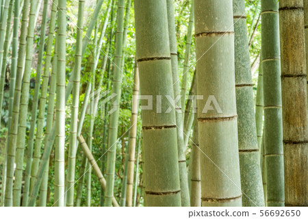 綠竹林 56692650