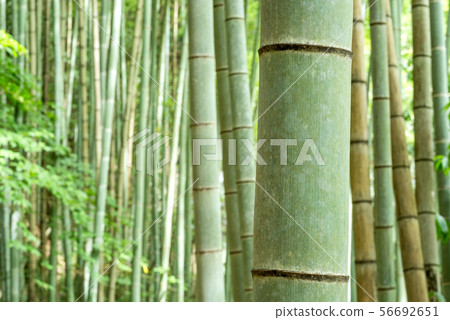 綠竹林 綠竹林 56692651