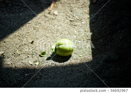 Fallen persimmon fruit / immature Fallen persimmon fruit / immature 56692967