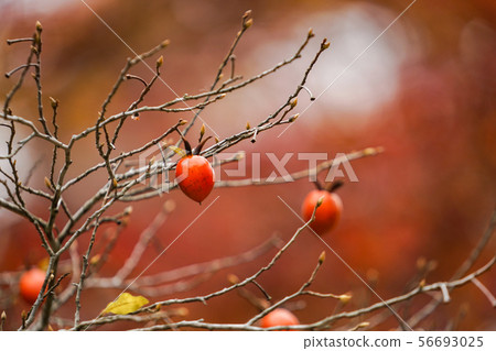 Jojokoji Temple in Kyoto in autumn Jojokoji Temple in Kyoto in autumn 56693025