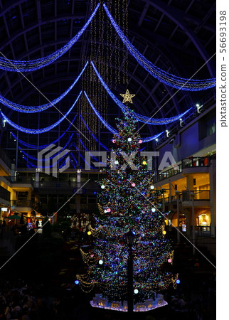Christmas tree  56693198