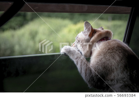 Cat looking out the car window. Copy space.  56693384