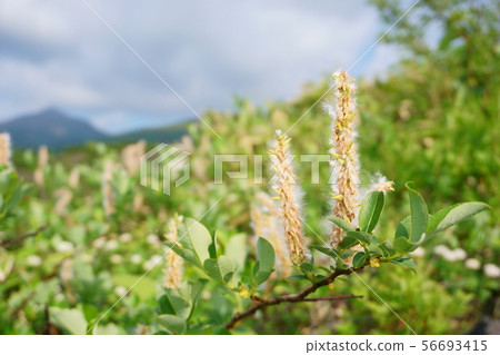 Tokachidake Observatory / Miyamayanagi 56693415