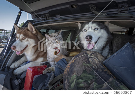 Concept of traveling with pets in the car. Concept of traveling with pets in the car. 56693807