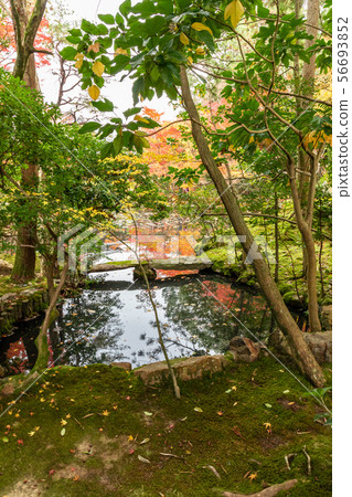 Nishiike autumn leaves 56693852