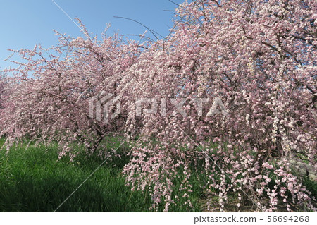 Izumi Recycling Environmental Park-Ume和Daffodil Hill- Izumi Recycling Environmental Park-Ume和Daffodil Hill- 56694268