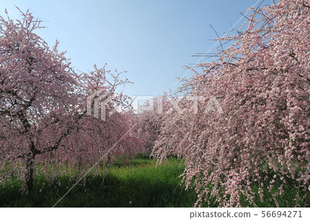 Izumi Recycling Environmental Park-Ume和Daffodil Hill- Izumi Recycling Environmental Park-Ume和Daffodil Hill- 56694271