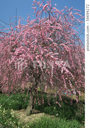 Izumi Recycling Environmental Park-Ume和Daffodil Hill- Izumi Recycling Environmental Park-Ume和Daffodil Hill- 56694272