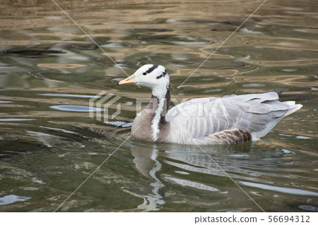 Swimming indian gun Swimming indian gun 56694312