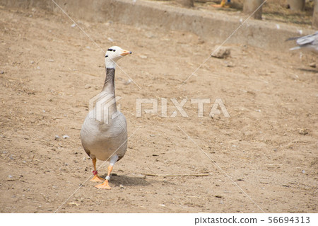 Indian gun walking 56694313