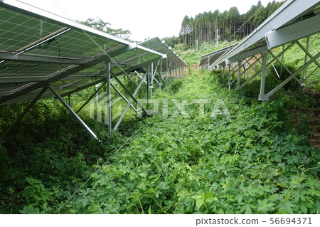 Solar power plant surrounded by weeds Solar power plant surrounded by weeds 56694371