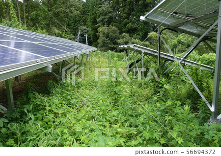 Solar power plant surrounded by weeds Solar power plant surrounded by weeds 56694372