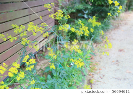 奧米娜的花 奧米娜的花 56694611