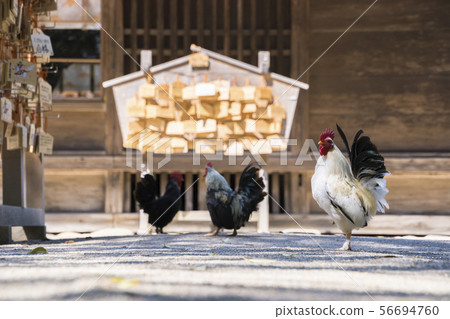 大崎八幡宮的雞002 大崎八幡宮的雞002 56694760