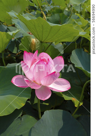 蓮花 56694990