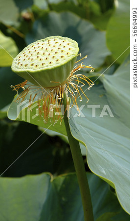蓮花的盡頭 56694991