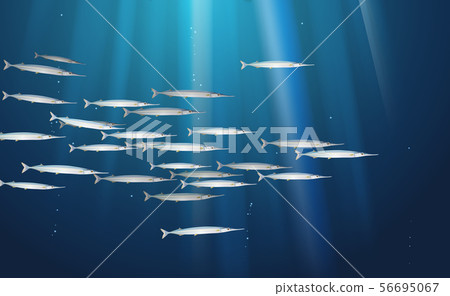 Background, school of European garfish, fishes 56695067