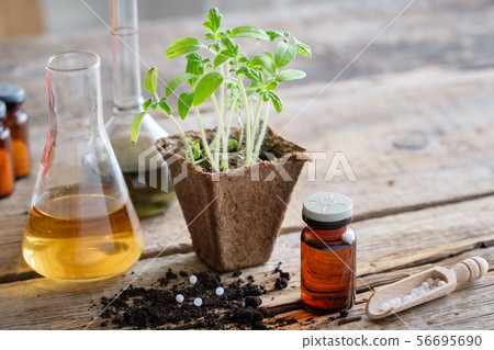 Growing seedlings of garden plants for planting, 56695690