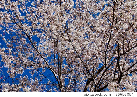 Yasaiyama Park（福島縣，Yamatsuri）的櫻花 56695894