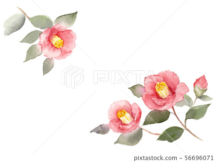 茶花手繪水彩插圖 56696071