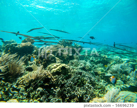 Underwater photograph Underwater photograph 56696239
