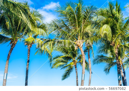 Beautiful outdoor tropical nature with coconut palm tree leaf on blue sky 56697082