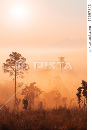 Pinus mugo - It is also known as creeping pine, Pinus mugo - It is also known as creeping pine, 56697898